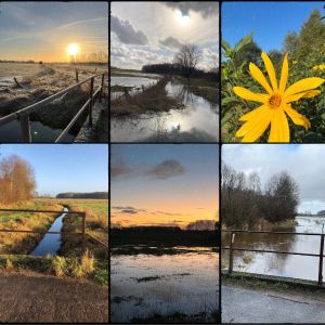 Dosenmoor, verschiedene Jahreszeiten, mit Hochwasser und eine gelbe Blume